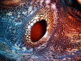 eye of a clam - split bommie 231203