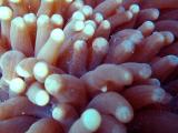 glass shrimps - sand box 211203