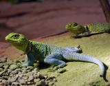 lizards