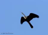 173 Anhinga