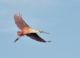 175 Roseate Spoonbill in Flight