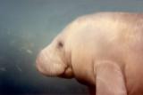 Florida Manatee-Side View
