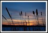 Winter Cattails