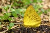 Orange Emigrant