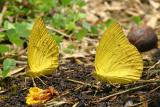 Orange Emigrant