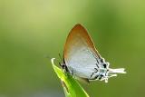 Common Imperial