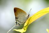 Common Imperial