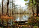 03 15 03 POND WITH BRIDGE, SONY 717.jpg