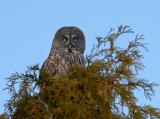 CHOUETTE LAPONE / GREAT GREY OWL