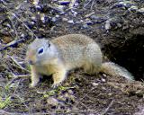 Wyoming Ground Squirrel - Spermophilus elegans