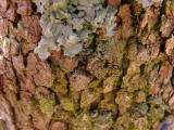 Cornus florida (Dogwood)