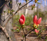 R. 'Two Season Red'