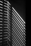 Morning Light - Black & White