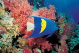 Peixe Anjo - Angel Fish