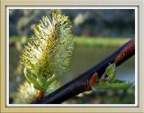 Catkin, moatside, Wells, Somerset