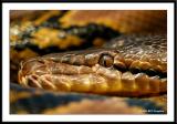 Python 1