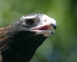 Wedgetailed eagle