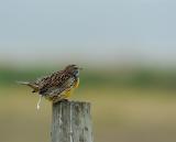 Meadowlark Constitutional.jpg