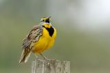Meadowlark Singing.jpg