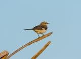 Vierra Late Afternoon Little Bird.jpg