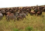 herd