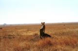 watchful lion