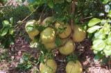 jackfruit ???