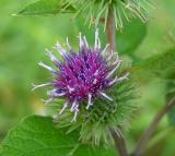 Burdock, Common