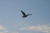 Swan