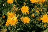 Doronic (Doronicum). Zavizan, Croatie. Juillet 2001.