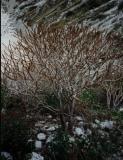 Euphorbe arborescente (Euphorbia dendroides). Numana, Sirolo, Ancona, Italy.