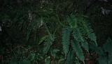 Fougère pectinée (Blechnum spicant). Ravascletto, Tolmezzo, Italy. Juillet 1999.