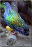 Nicobar Pigeon