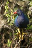 Purple Gallinule