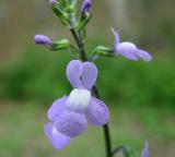 Blue Toadflax