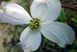 Dogwood, Native Southern