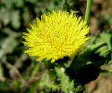 Dandelion