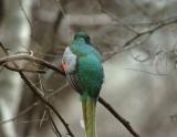 Elegant Trogon 0205-1j Sonoita Creek, AZ