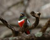 Elegant Trogon 0205-6j Sonoita Creek, AZ