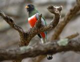 Elegant Trogon 0205-7j Sonoita Creek, AZ