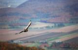 URUBU À TÊTE ROUGE / TURKEY VULTURE