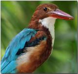 White-breasted kingfisher