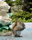 Squirrel at Middle Gull Pond