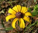 Black-eyed Susan