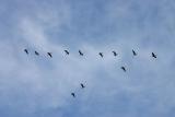 Swan formation