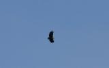 Havsörn - White Tailed Eagle