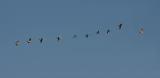 Swans and geese flying together