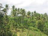 Ubud, Bali rice fields