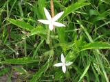 flower on side of the road