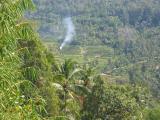 coffee fields in Manduk